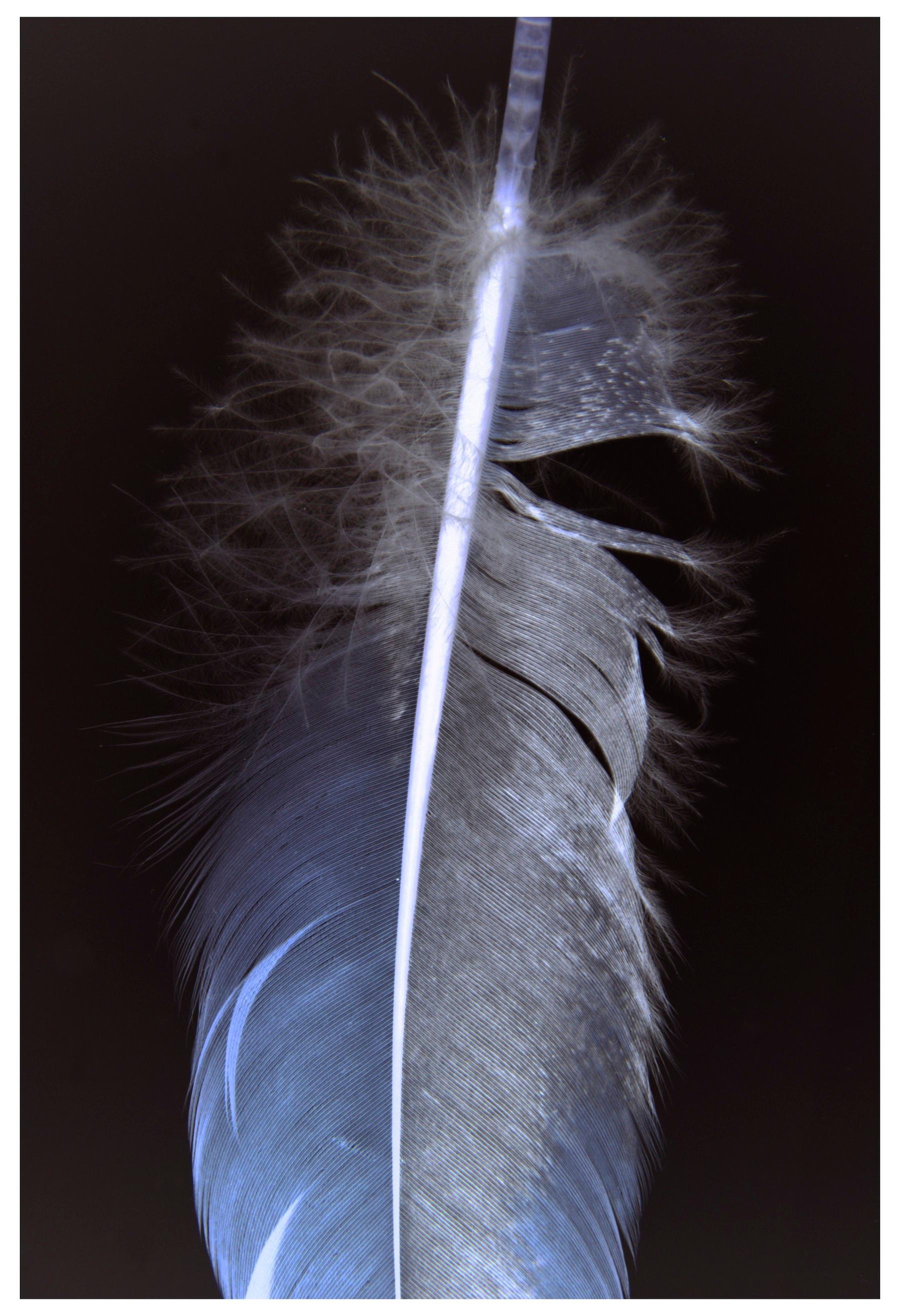 Feathers Three, Vertical Still Life Photograph of White Feather on Black