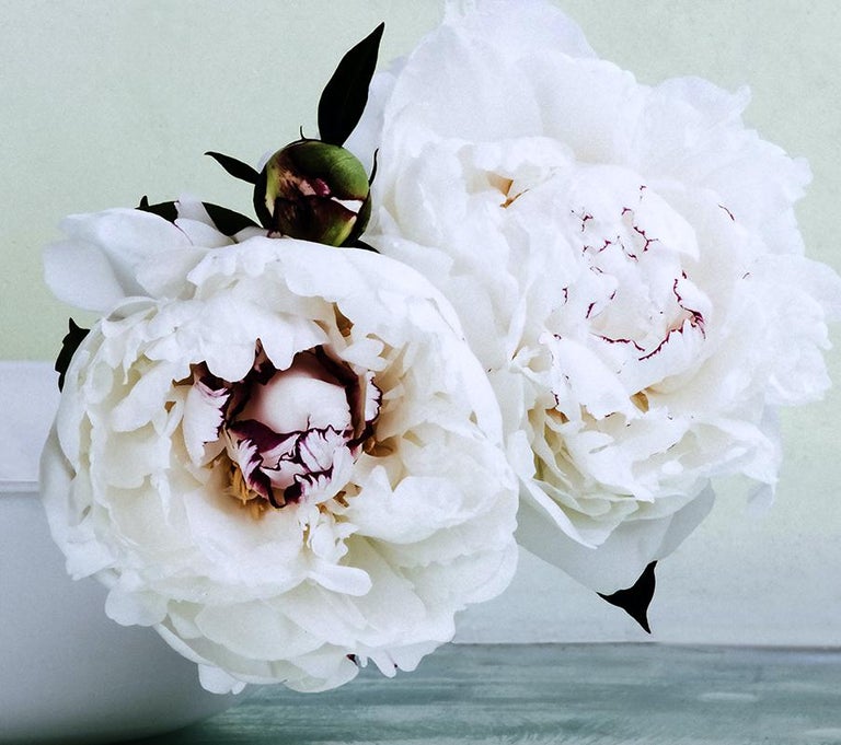 Roger Ricco Peonies Three Two White Flowers With Green Buds In White Bowl Gray Background For Sale At 1stdibs Roger Ricco Peonies Three Two White Flowers With Green Buds In White Bowl Gray Background For Sale At 1stdibs