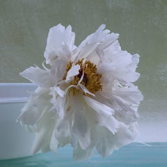 Peonies Eight, Still Life Photo of White Flower on Pale Sage Green Background