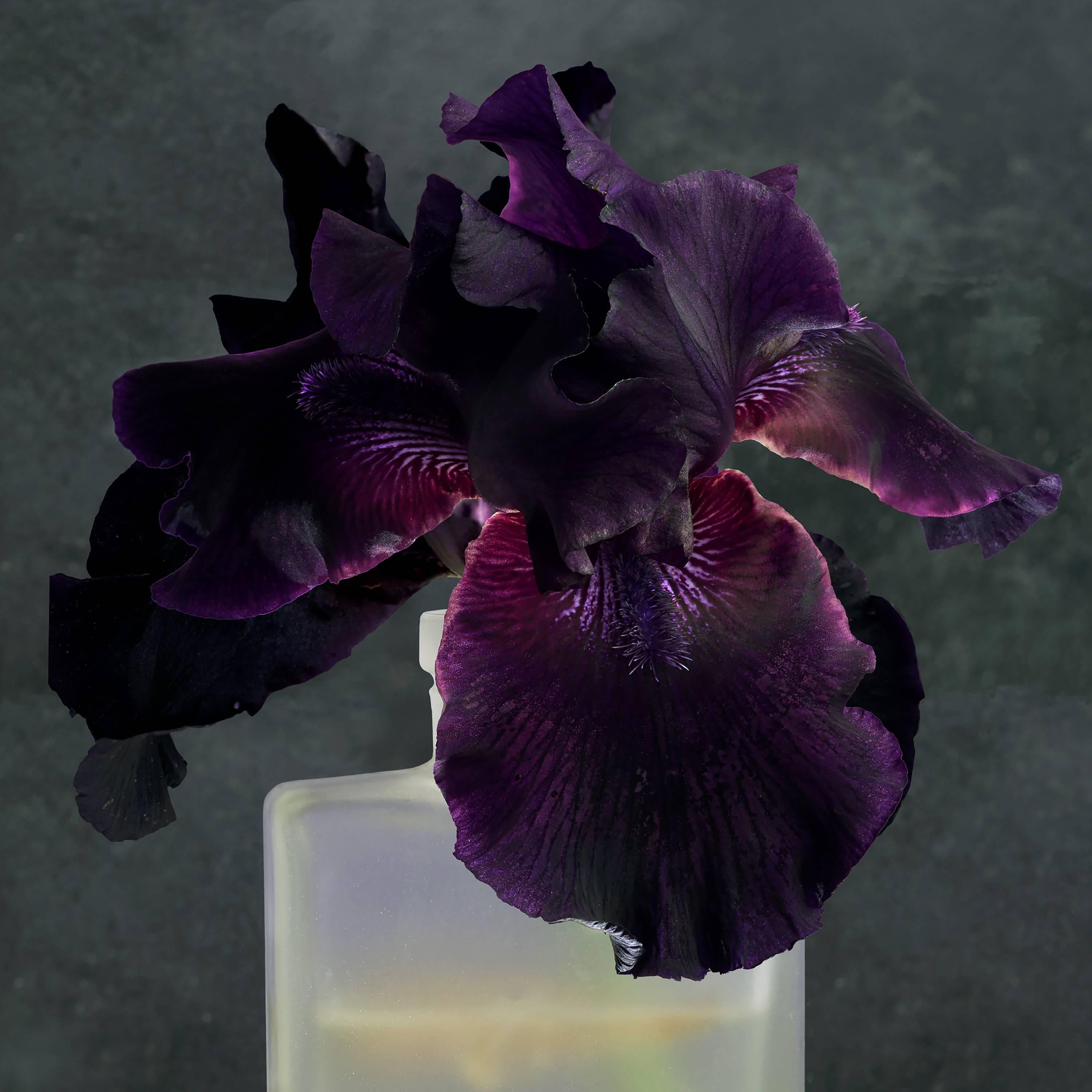 Roger Ricco Purple Iris Two Square Still Life Photograph Of Dark Purple Flower On Gray For Sale At 1stdibs