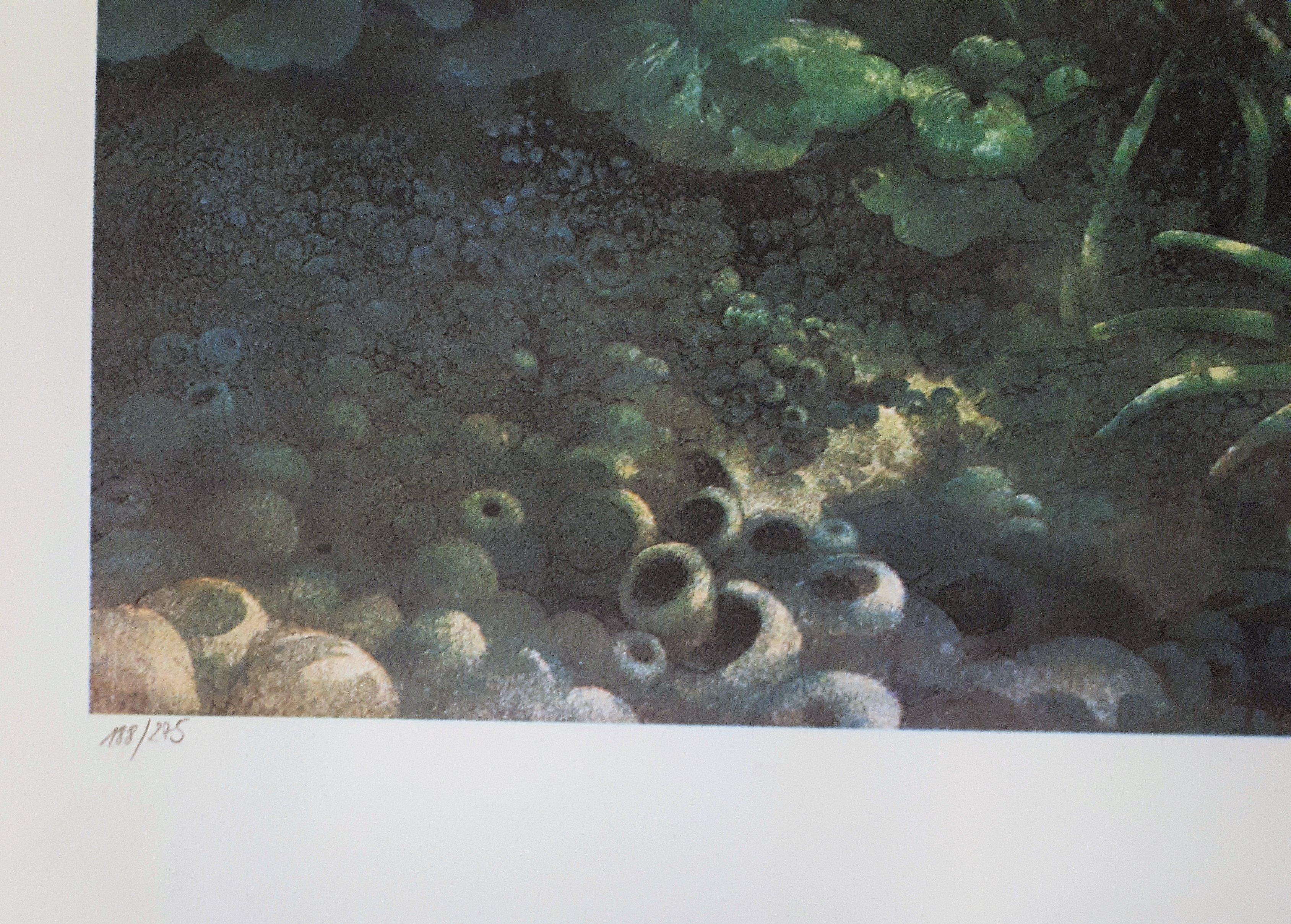 Seabed with Dolphin - Original handsigned lithograph For Sale 1