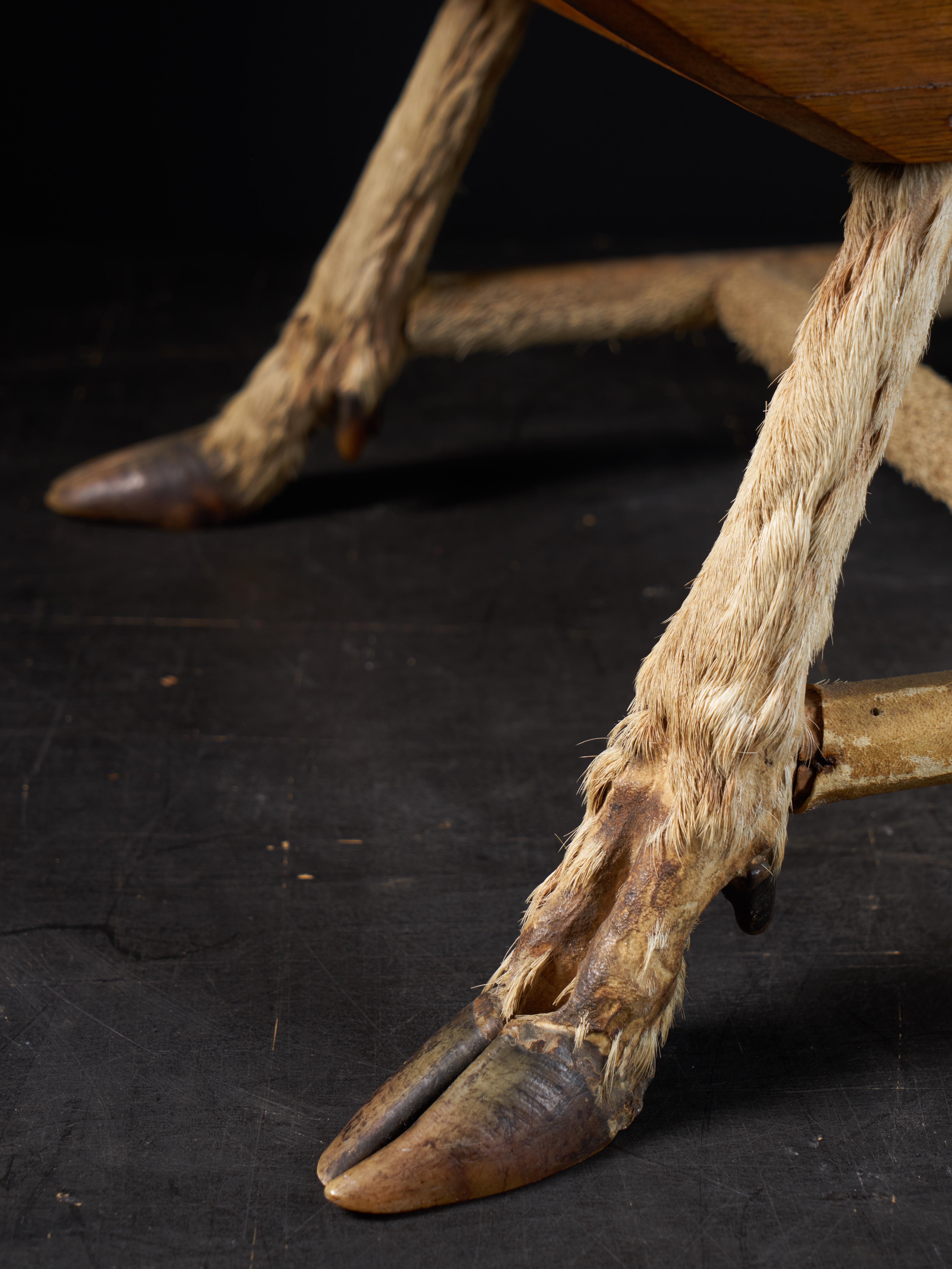 British Roland Ward Unusual Roman Walnut Chair with Deer Feet
