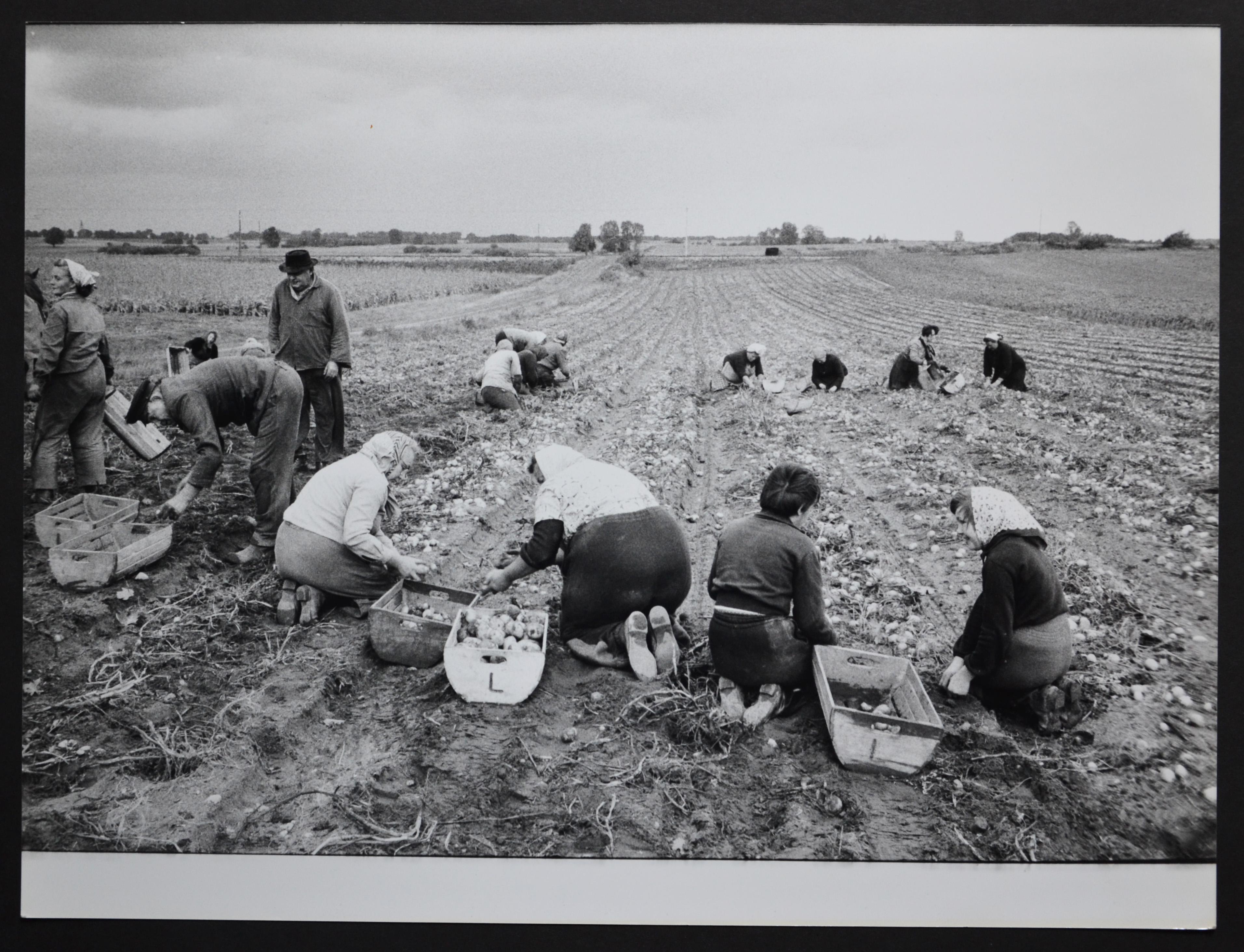 Rolf Gillhausen Black and White Photograph - Potato harvest, postwar 1950s.
