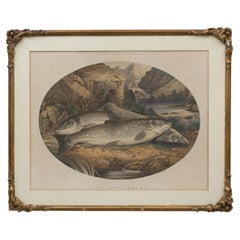 Antique Rolfe's Angling Sketches, Fishing Picture, Not Long Caught.