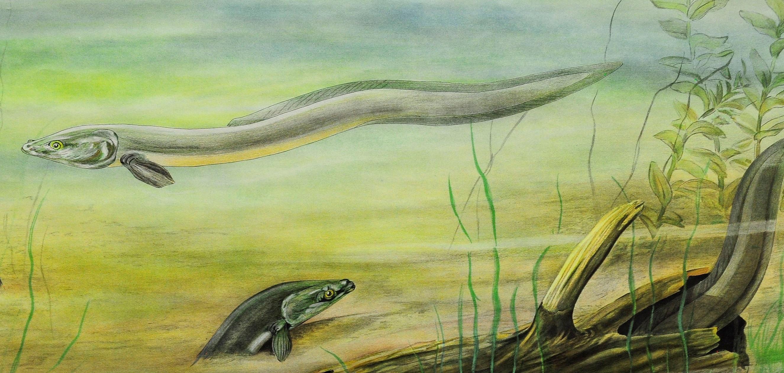 Un tableau mural déroulant cottagecore illustrant un charmant paysage sous-marin avec des anguilles. Painter M. Richter - Grnaskad av Svnenska naturskyddsföreningen. Utilisé comme matériel pédagogique dans les écoles allemandes. Impression colorée