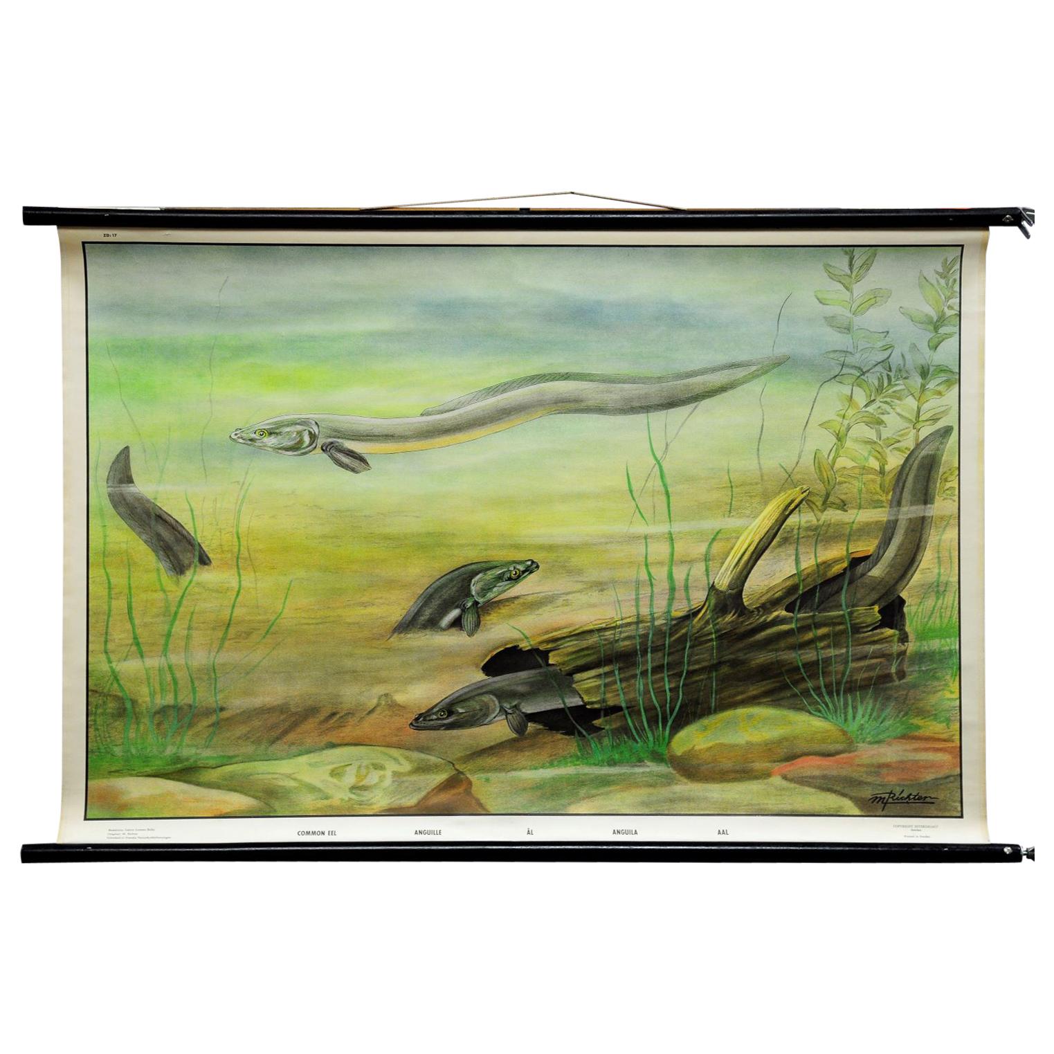 Rollable Vintage Murall Poster Wall Chart Eel Underwater Scene Fish Maritime For Sale