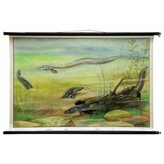 Rollable Vintage Animal Poster Wall Chart Eel Underwater Scene Fish Maritime