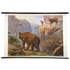 Rollable Wall Chart Animals Carpathian Mountains Bear Chamois Bird of Prey