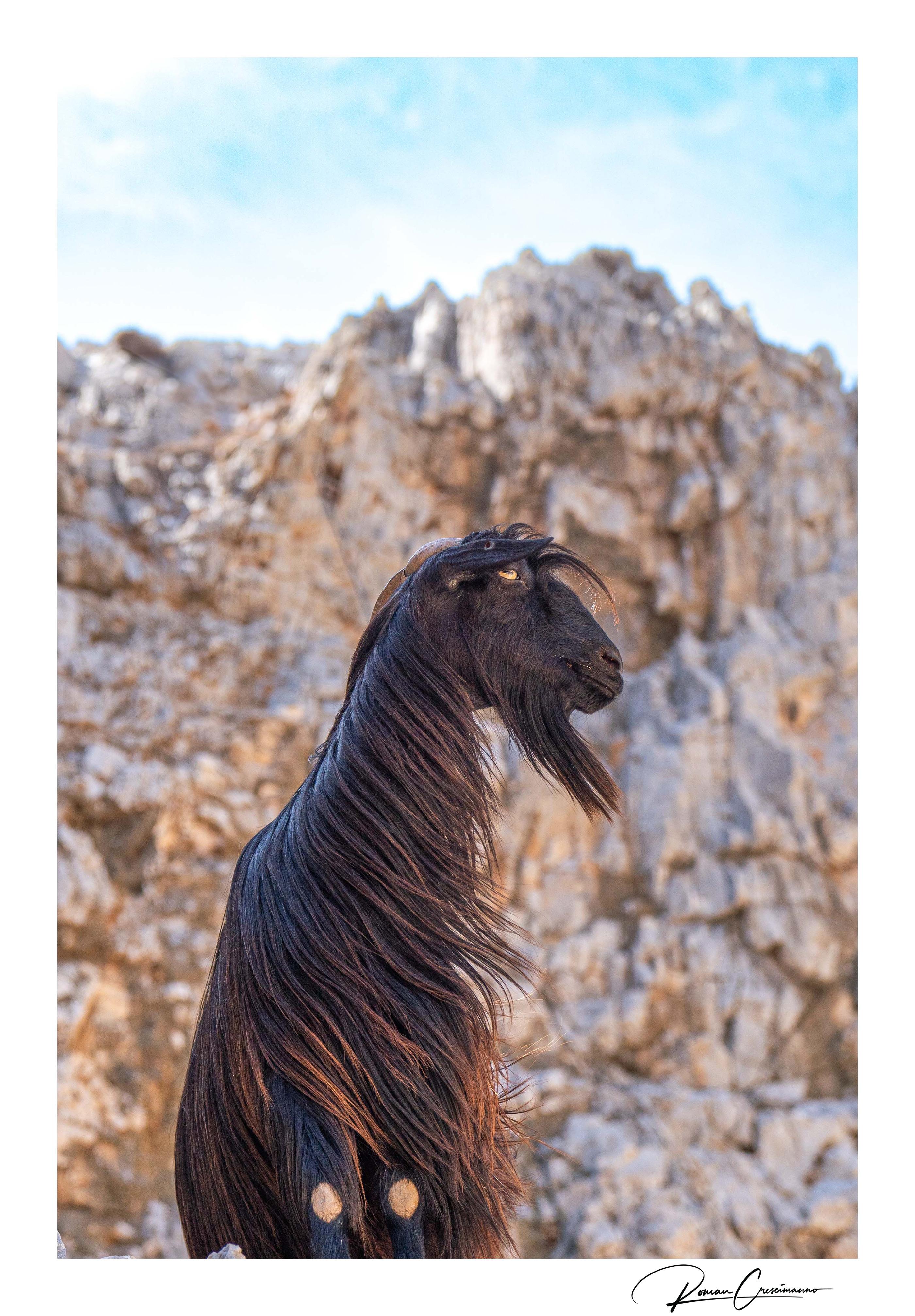 Photographie originale encadrée et signée Roman Crescimanno en vente 1