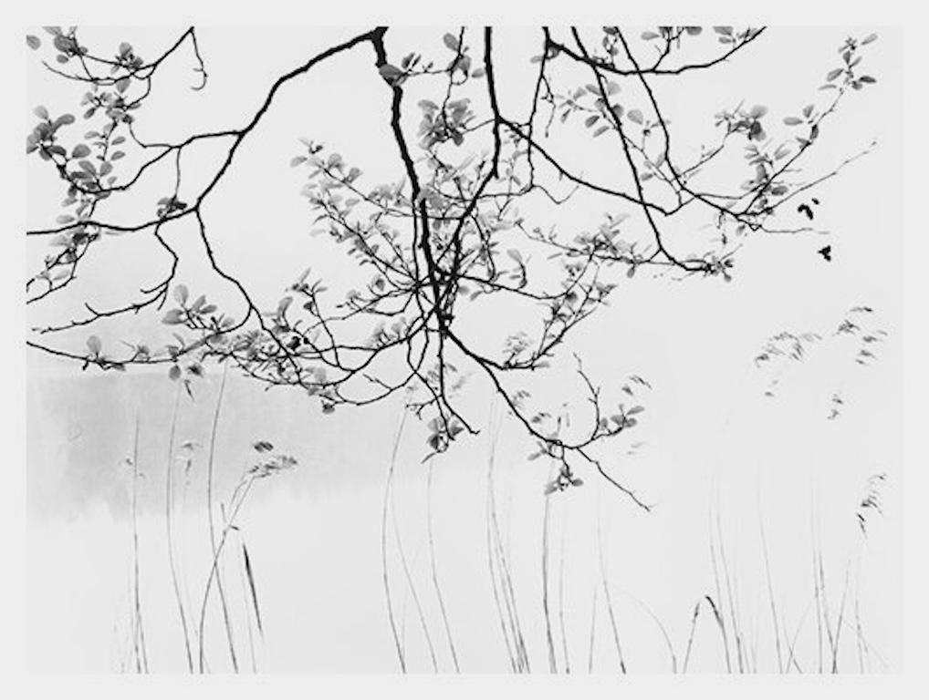 Black and White Photograph de Roman Loranc - Aliso en primavera, rama de árbol de inspiración asiática by Water & Reeds