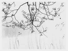 Alder In Spring, Asian Inspired Tree Branch by Water & Reeds