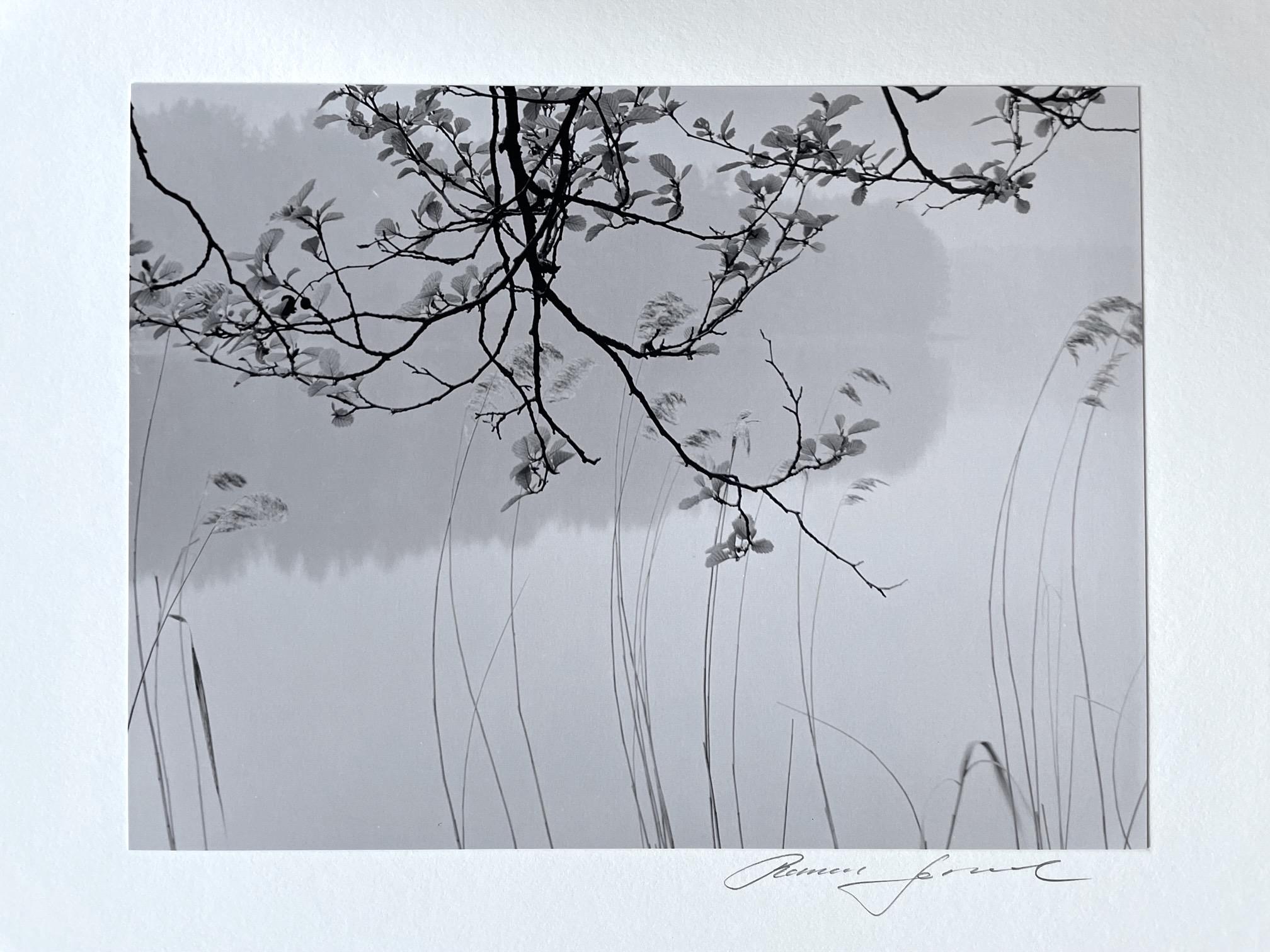 Roman Loranc Black and White Photograph - Alder In Spring, Asian Inspired Tree Branch by Water & Reeds