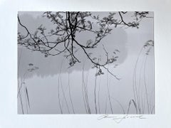 Alder In Spring, Asian Inspired Tree Branch by Water & Reeds