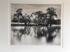 Bare Trees By River