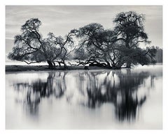 Bare Trees By River