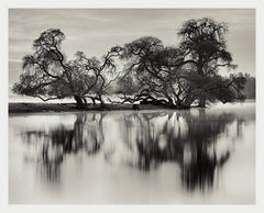 Bare Trees By River