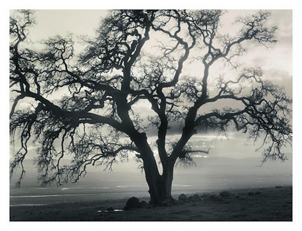 Landscape Photograph Roman Loranc - Oak Oak au crépuscule