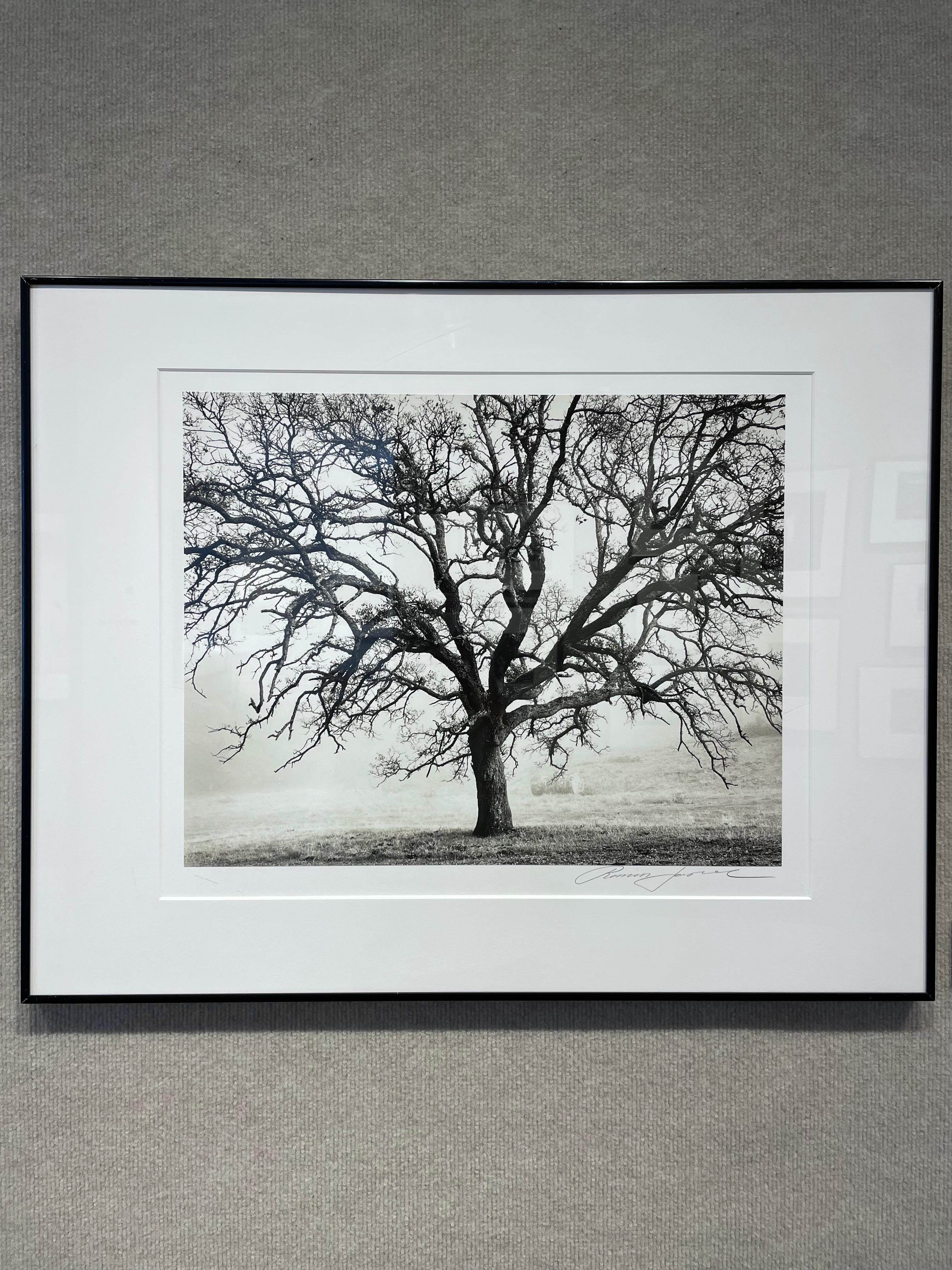 Blue Oak, Black Butte - Photograph by Roman Loranc