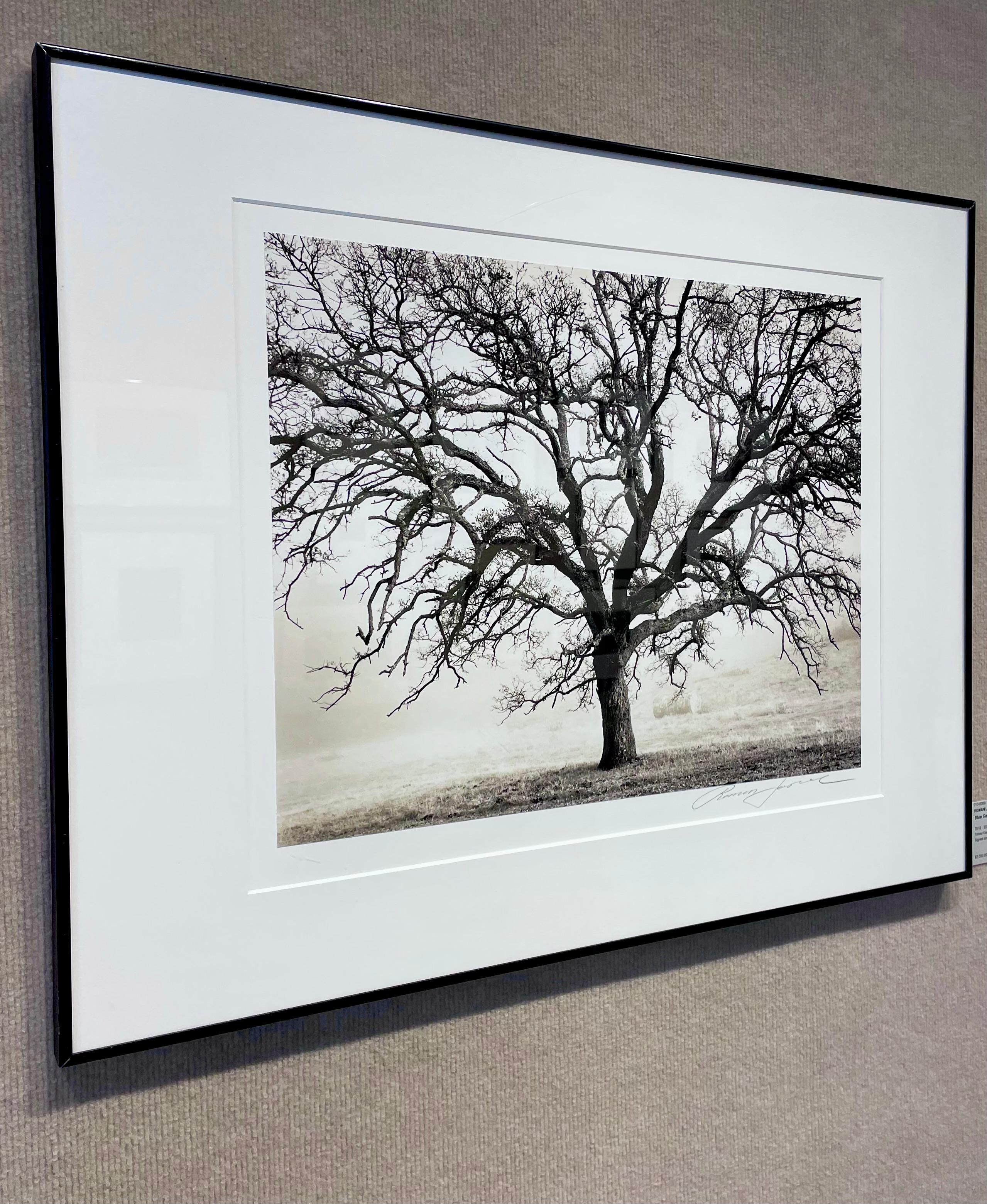 Blue Oak, Black Butte - Gray Black and White Photograph by Roman Loranc