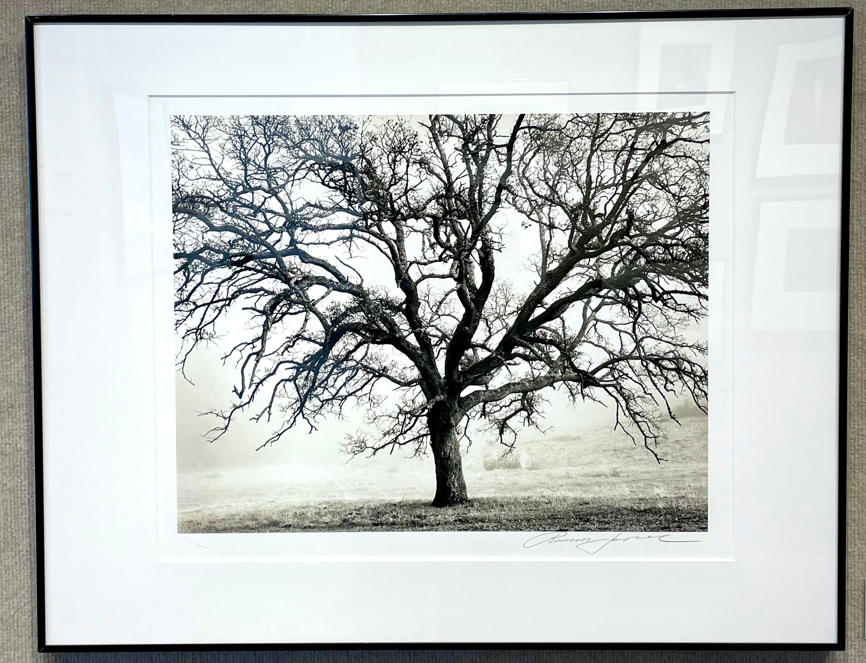 Roman Loranc Black and White Photograph - Blue Oak, Black Butte