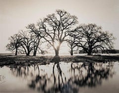 Rückblick: „Central Valley Oaks Reflection“