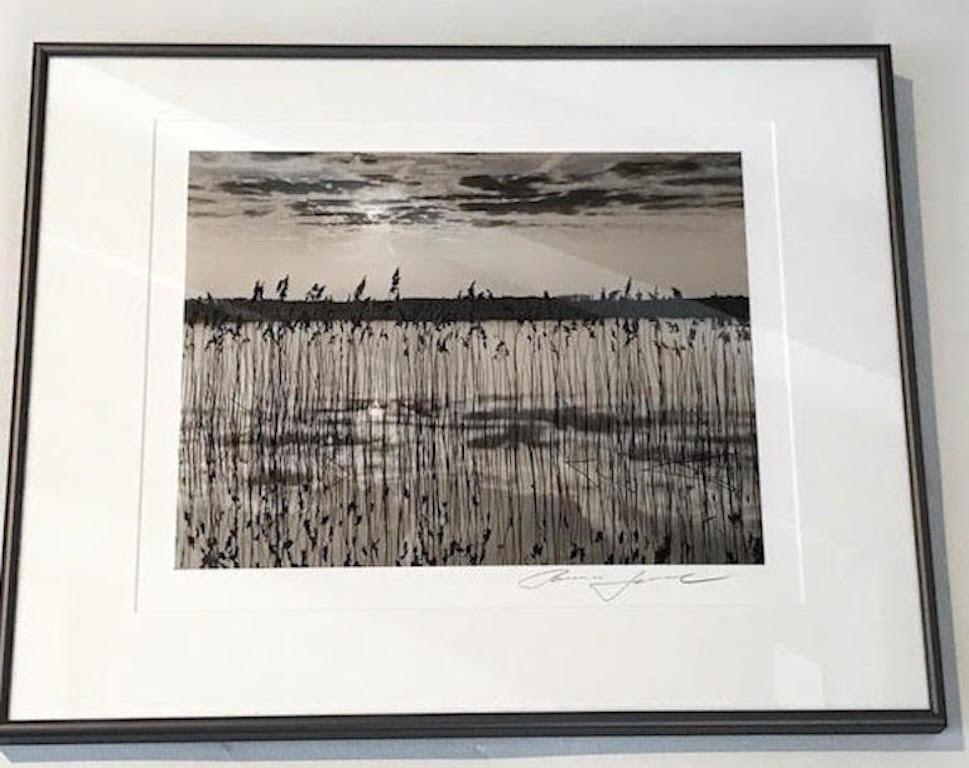 Rare Out of Print Photograph.  Series of Reeds and Abstract Landscape.  Large Format Photography.  Hand printed by Artist.  Framed in plexiglass walnut metal frame. Edition, Numbered and Signed. European Landscape. Abstract.

Roman Loranc is a