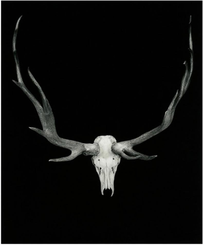 Still-Life Photograph di Roman Loranc - Alce Tule, vibrazioni del Sud Ovest del New Mexico