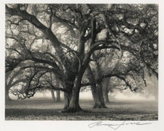 Two Hearted Oak, Califonia, Central Valley Wetlands, Signed Original Large