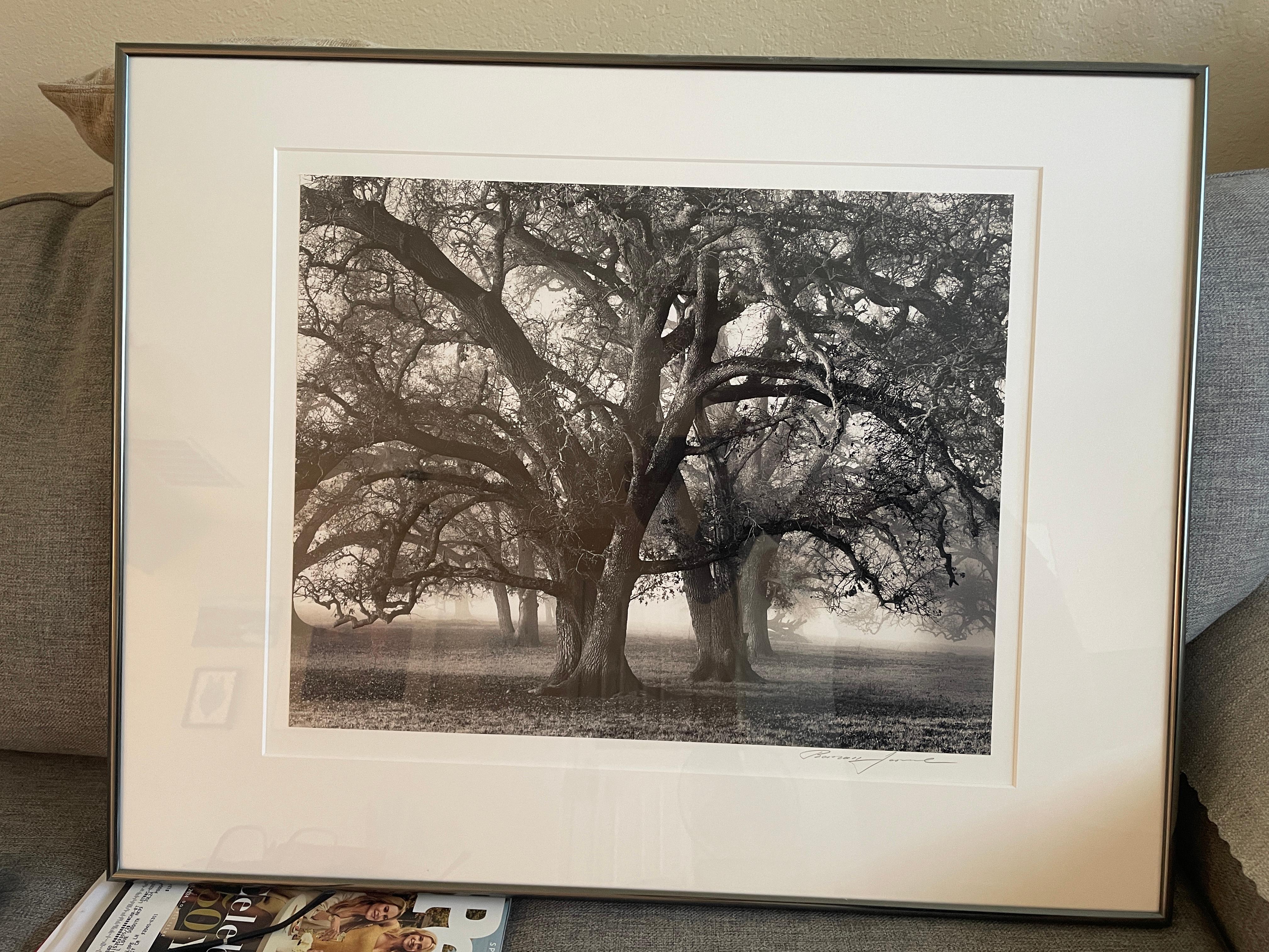 Two Hearted Oak, California - Photograph by Roman Loranc