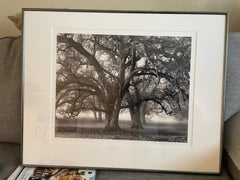 Two Hearted Oak, California