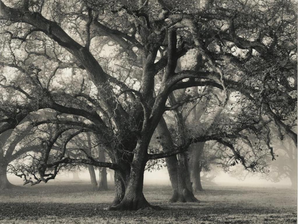 Roman Loranc Black and White Photograph - Two Hearted Oak, California