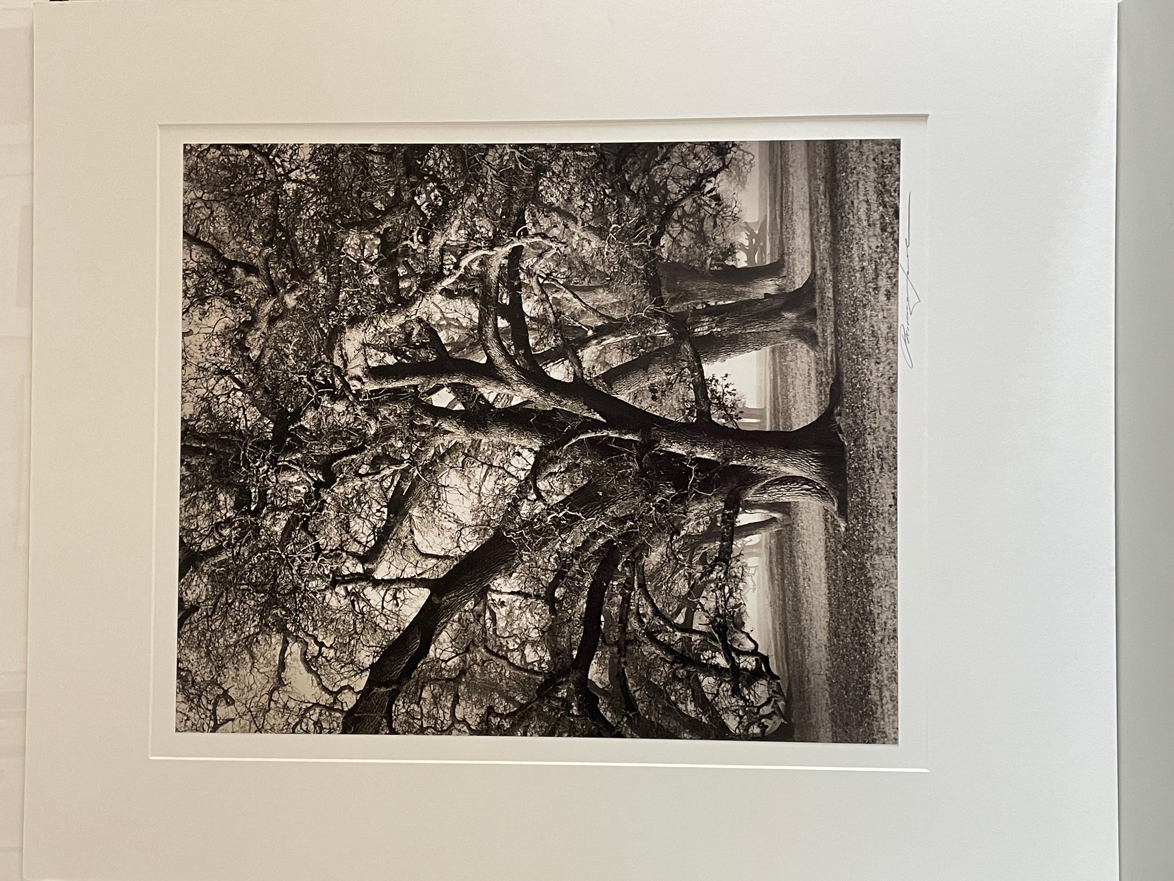 Two Hearted Oak II, alberi di quercia della Califonia - Photograph di Roman Loranc