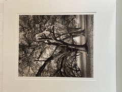 Two Hearted Oak II, Califonria Oak Trees