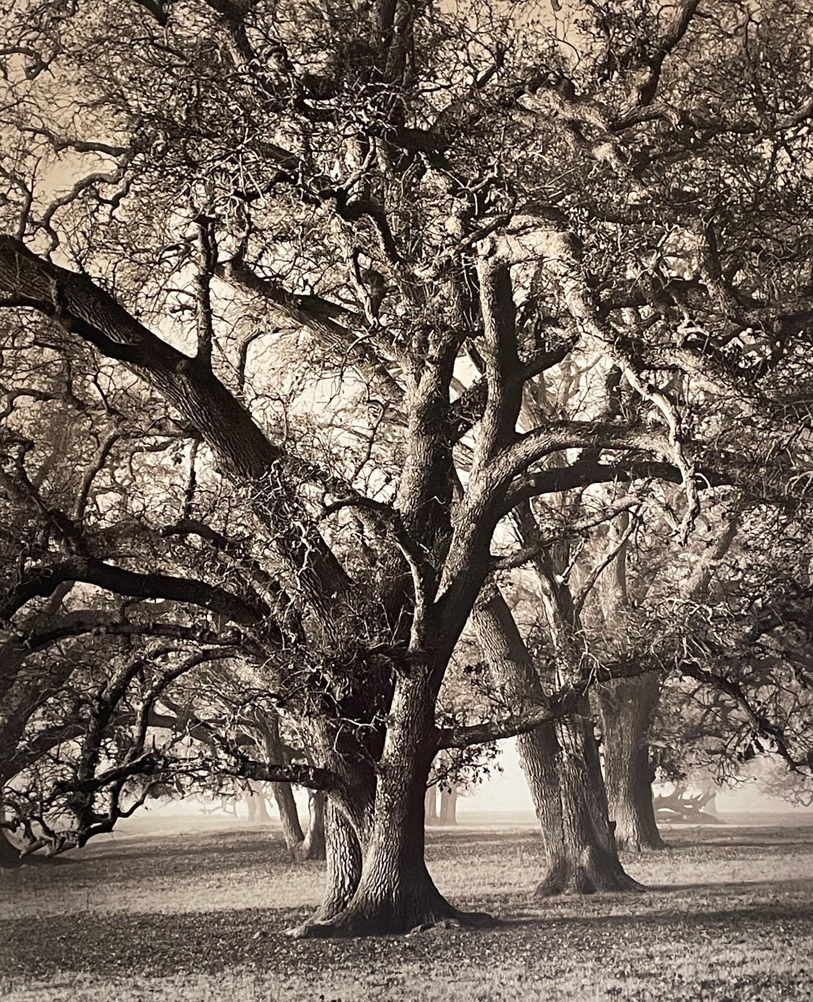 Landscape Photograph di Roman Loranc - Two Hearted Oak II, alberi di quercia della Califonia