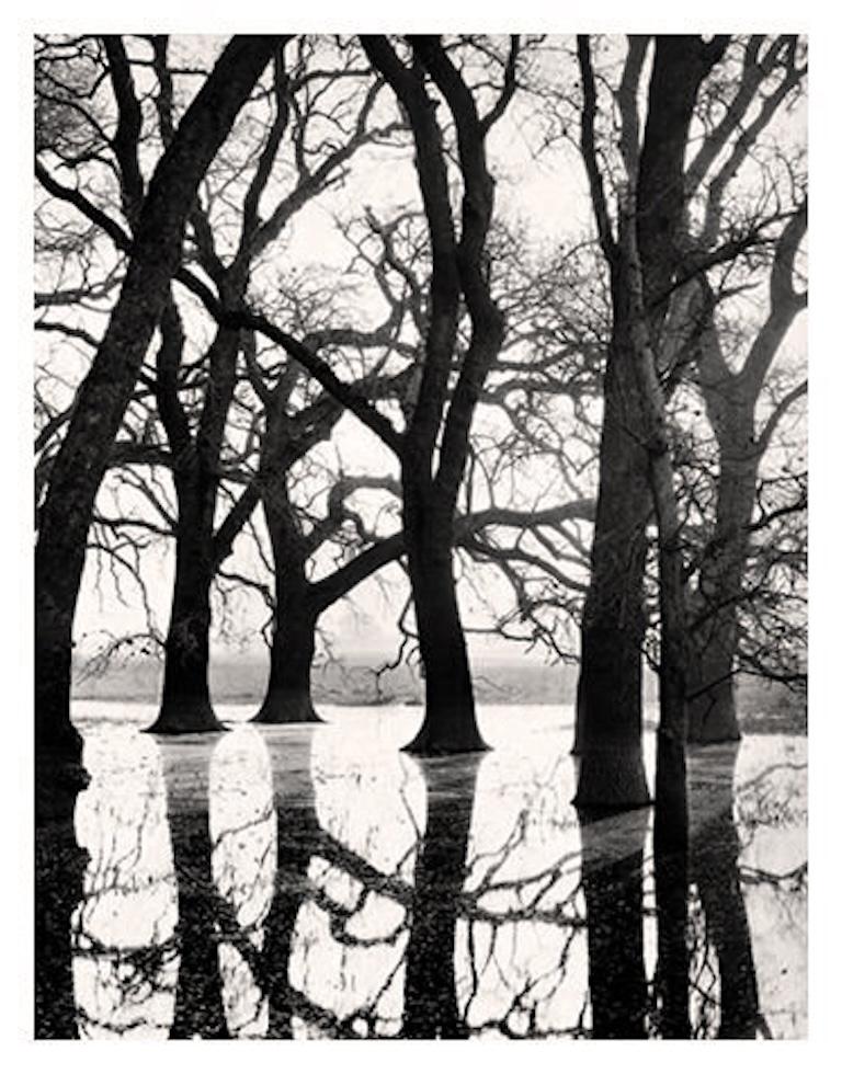 Roman Loranc Black and White Photograph – Im Valley Oaks In Fog, Central Valley, Kalifornien