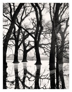 Valley Oak nella nebbia, Valle Centrale della California