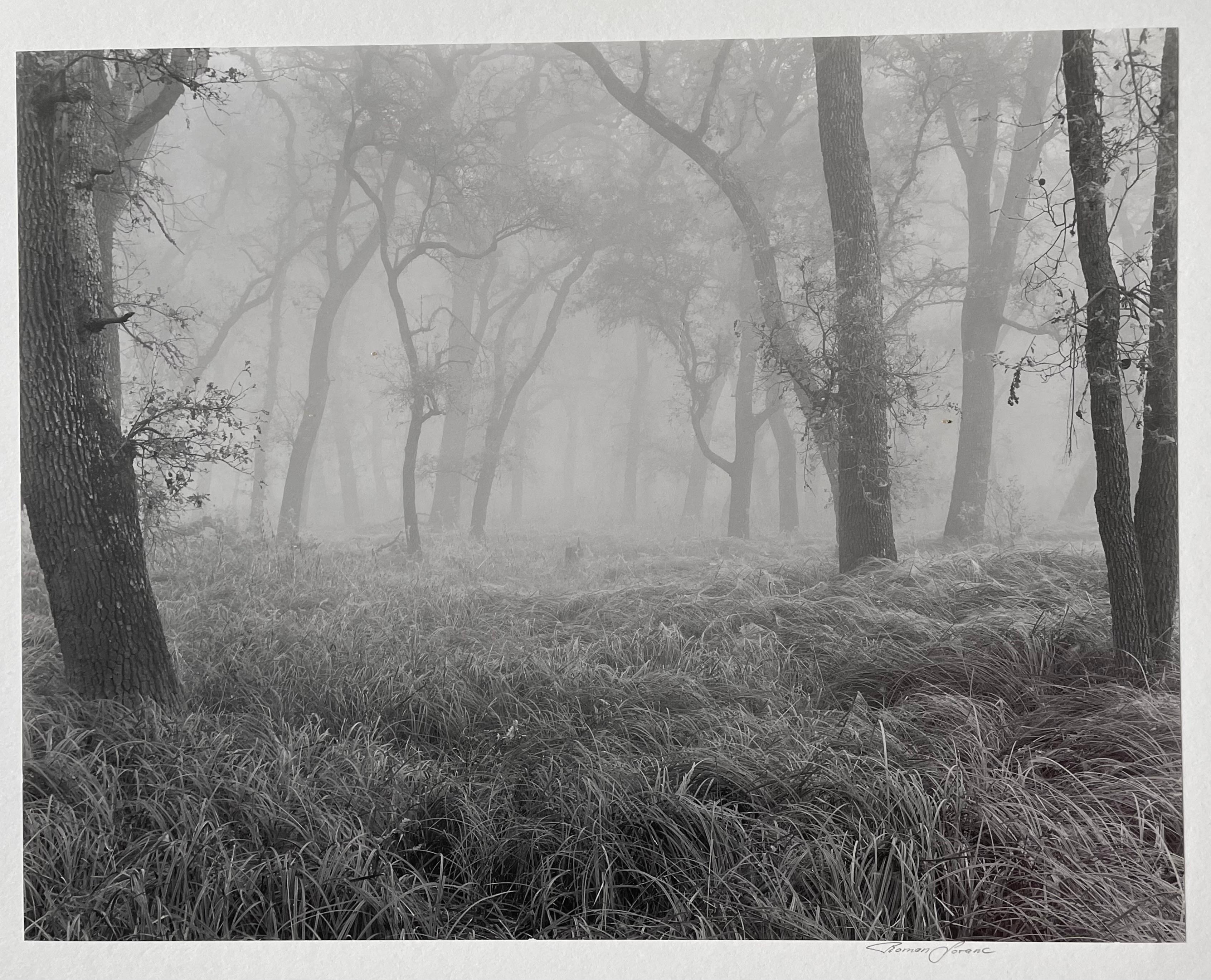 Valley Oaks In Fog With Additional Photograph on Verso 'White Oaks Variant' RARE For Sale 1