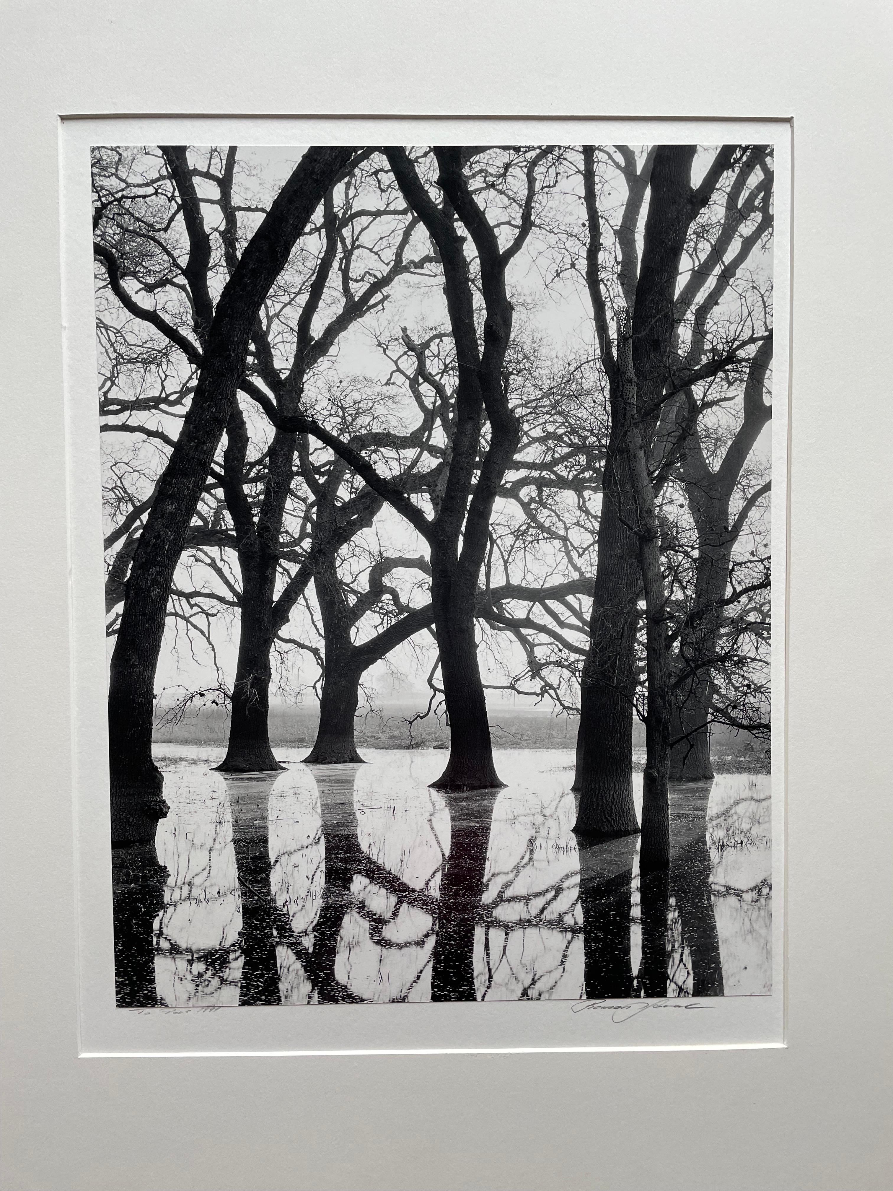 Roman Loranc Black and White Photograph - Valley Oaks In Fog With Additional Photograph on Verso 'White Oaks Variant' RARE