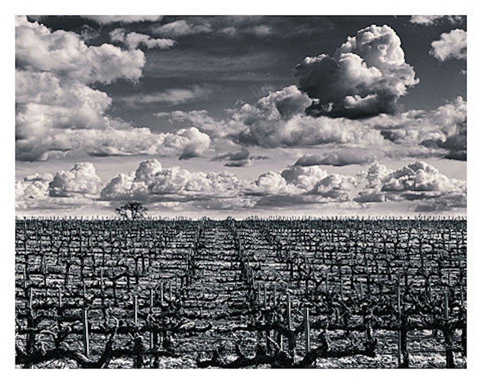 Vineyard with Clouds (or also known as) Crucified Landscape For Sale 1