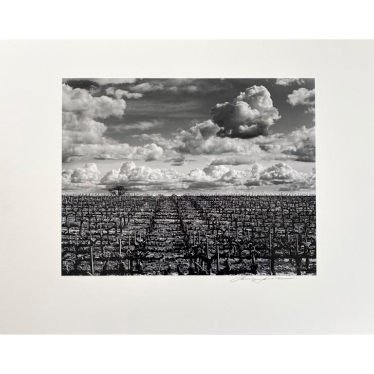 Roman Loranc Landscape Photograph – Vineyard with Clouds (oder auch bekannt als) gekreuzte Landschaft