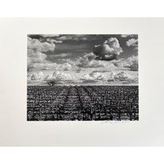 Vintage Vineyard with Clouds (or also known as) Crucified Landscape