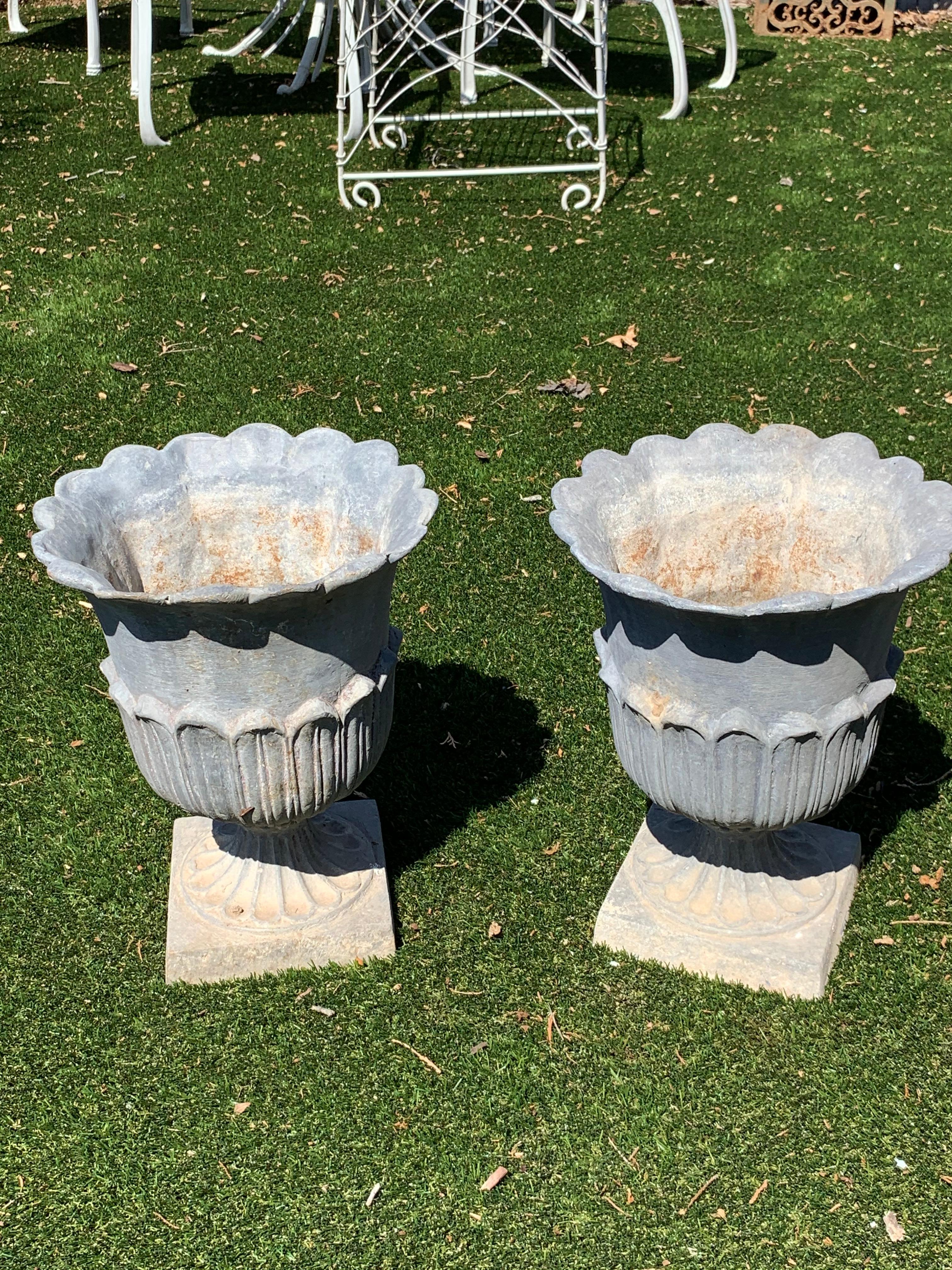 Very romantic pair of tulip motife grey iron garden planters having scalloped periphery, petals around the body, and classic square pedestal bases.