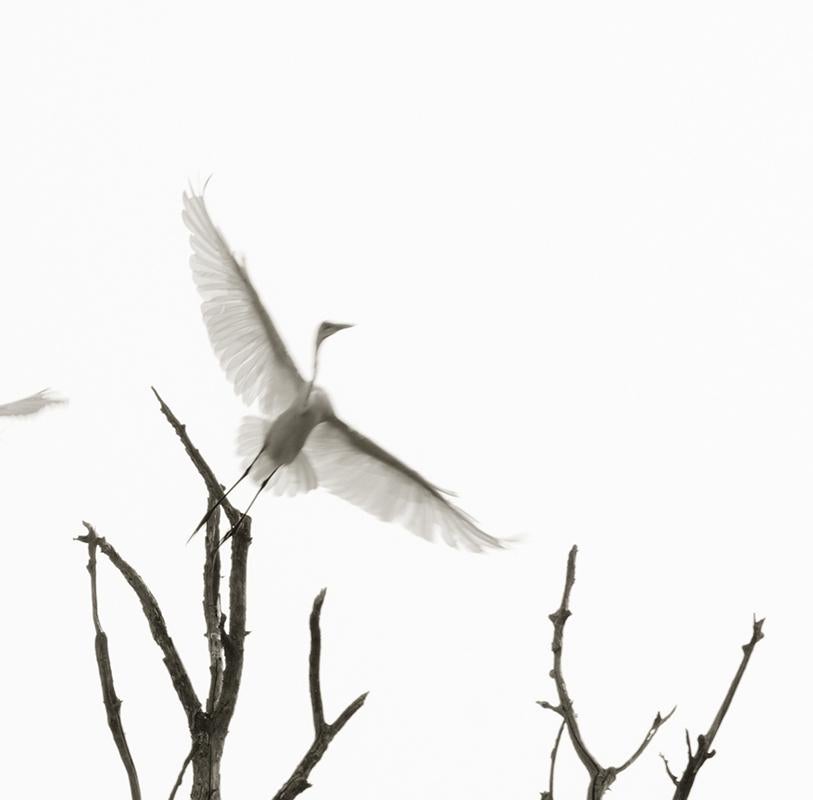 Egrets in Flight: Schwarz-Weiß-Fotografie, Silhouette von Vögeln und Bäumen am Himmel – Photograph von Ron Tarver