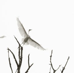 Egrets in Flight: black & white photograph, silhouette of birds & trees in sky