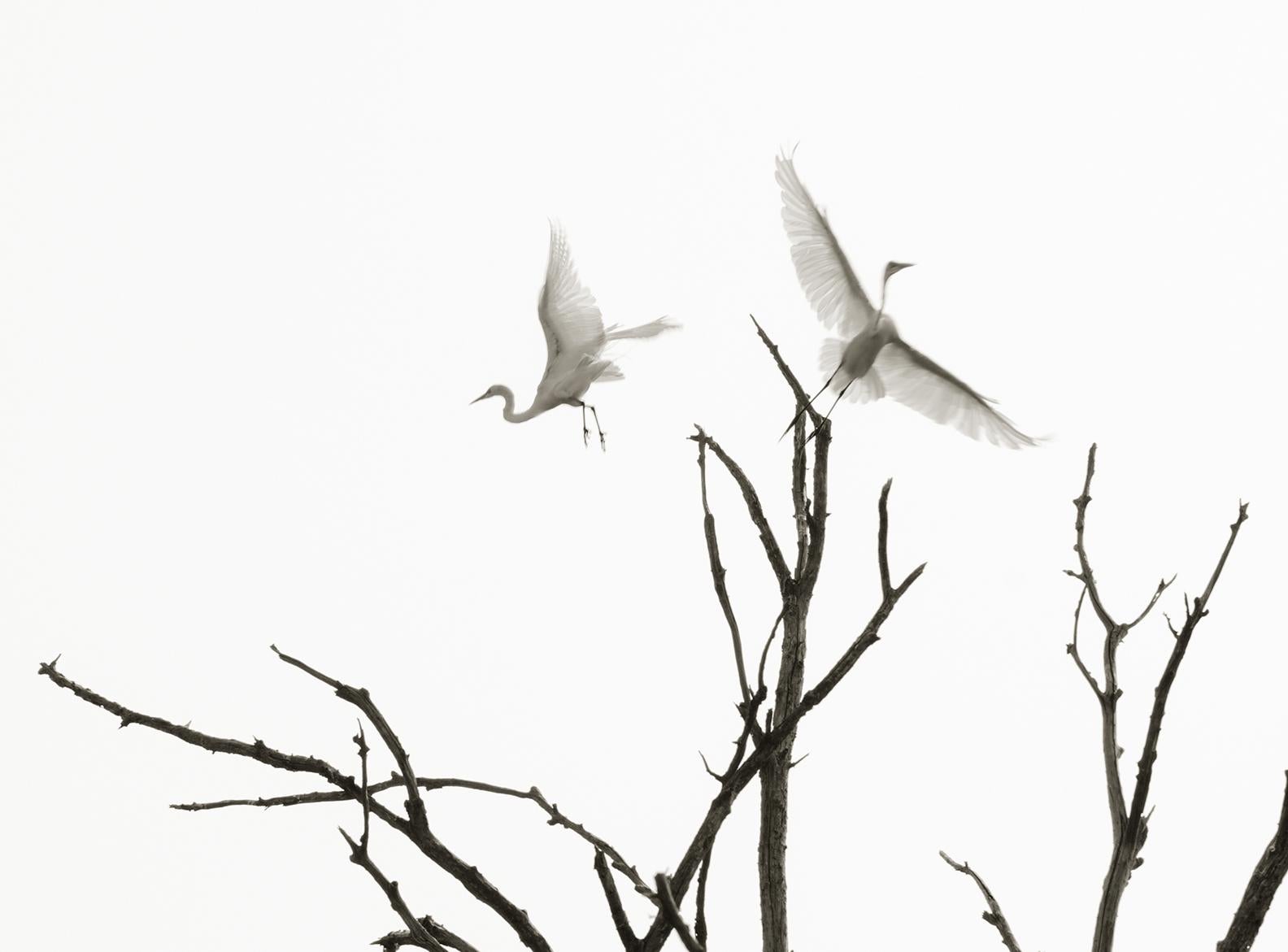 Egrets en vol : photographie en noir et blanc, silhouette d'oiseaux et d'arbres dans le ciel