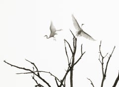 Egrets in Flight: black & white photograph, silhouette of birds & trees in sky