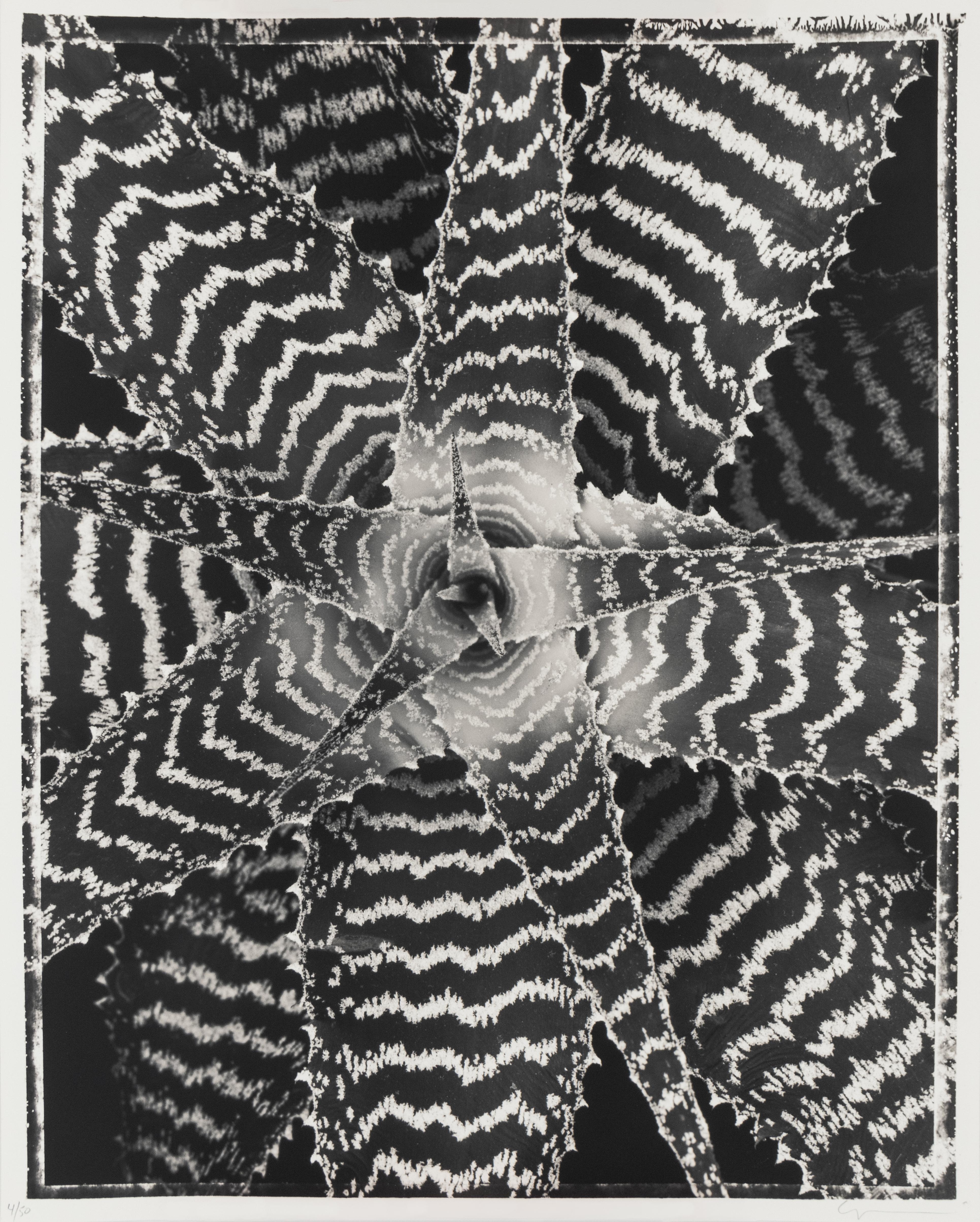 Cryptanthus zonatus - Contemporain Photograph par Ron van Dongen