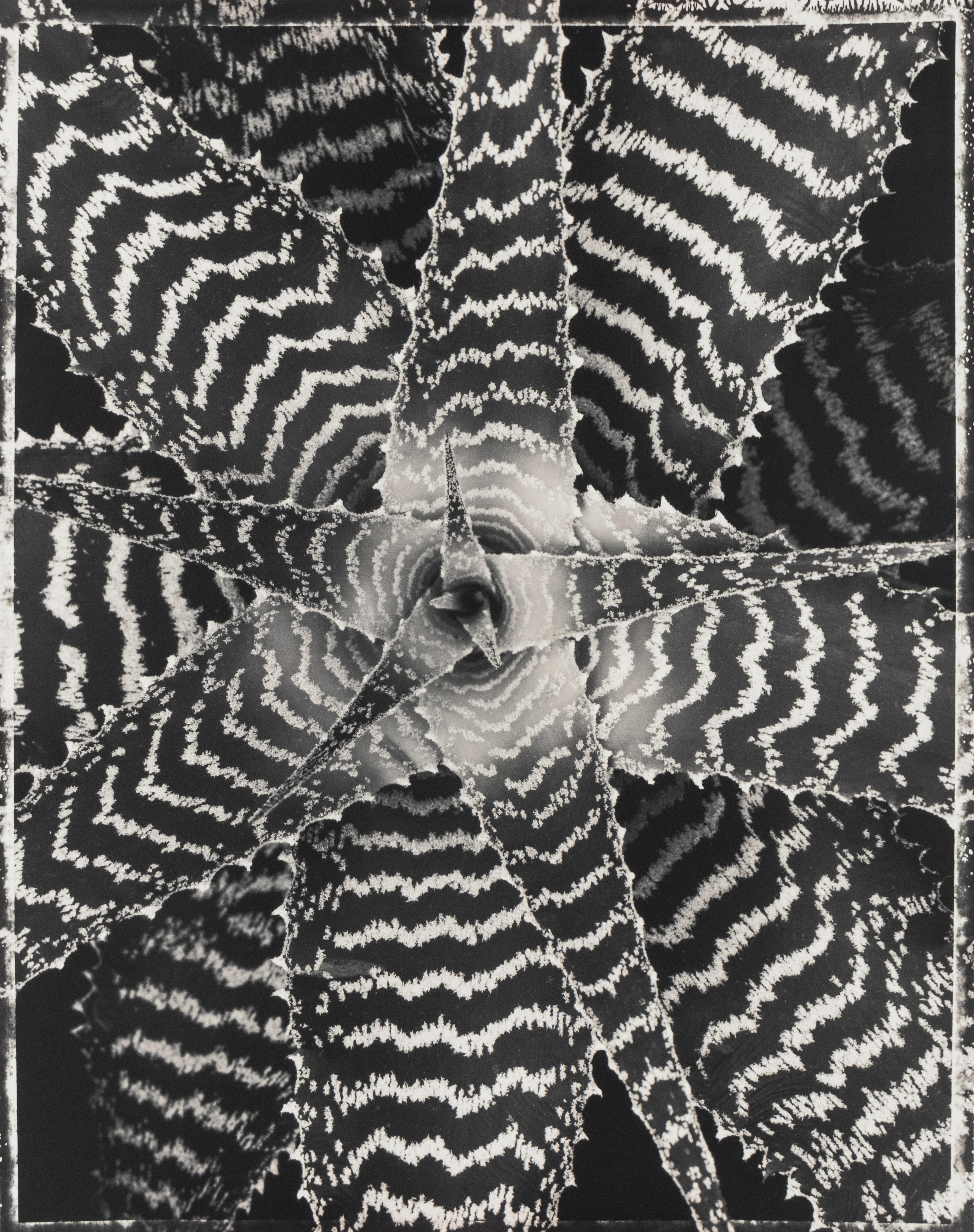 Cryptanthus zonatus - Photograph de Ron van Dongen