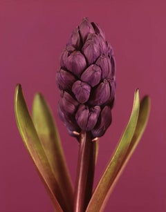 Hyacinthus Woodstock