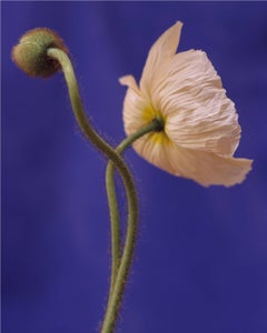 Papaver Nudicaule [Ref. #CSL01X]